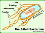 Bakteri-E.Coli.jpg