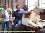 Bamsoet-dan-singa-putihnya-1.jpg