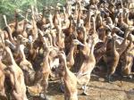 Bebek_Beternak.jpg