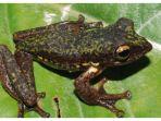 Mengenal Rhacophorus boeadii, Spesies Baru Katak Pohon Endemik Sulawesi, Ciri Khasnya Bercak Putih