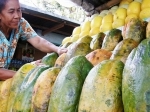 Boyolali_pepaya.jpg