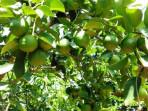 Buah-yang-Baik-Dikonsumsi-Penderita-Radang-Tenggorokan.jpg