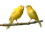 Burung-kenari-.jpg