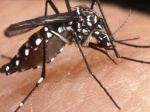 Chikungunya.jpg