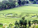 Crop-Circle-Jogya-10.jpg