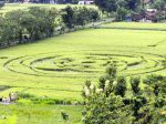 Crop-Circle-Jogya-6.jpg