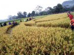 Crop-Circle-bantul-2.jpg