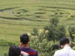 Crop-Circle-di-Berbah-Sleman-Yogyakarta.jpg