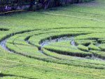 CropCircle06.jpg