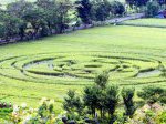 CropCircle09.jpg