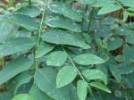 Daun-katuk1.jpg