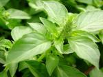 Daun-kemangi.jpg