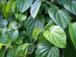 Daun-sirih-wangi.jpg