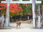 Deretan-tempat-wisata-terbaik-di-Nara-Jepang.jpg