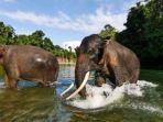 Dari Lokasi Illegal Logging, Tangkahan di Taman Nasional Gunung Leuser Kini Jadi Destinasi Ekowisata