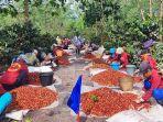 Jalankan Transformasi, PTPN Incar Produksi Kopi Arabika 1.200 Ton