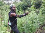 Keponakan Egianus Kogoya Tewas saat Kontak Tembak di Wamena, Ganja Hasil Panen Siap Edar Disita