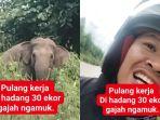 Fakta-Video-Viral-Pria-Dihadang-30-Gajah-saat-Pulang-Kerja-di-Sumsel-Berikut-Penjelasan-Polisi.jpg