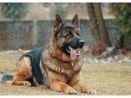 10 Ras Anjing yang Digunakan oleh Polisi di Seluruh Dunia