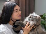 5 Hal Penting Sebelum Adopsi Kucing untuk Pemula