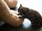 Foto-ilustrasi-kucing-yang-diambil-dari-Pex22.jpg