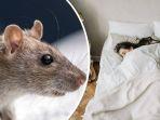 Foto-ilustrasi-tikus-dan-manusia-yang-diunduh-dari-Pexe.jpg
