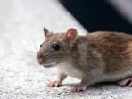 Kata Pakar Soal Hantavirus vs Covid-19: Satu Lebih Mematikan, Satu Lebih Menular