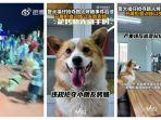 Nakalnya Anjing Polisi di China, Sambar Sosis Anak-Anak saat Patroli, Berujung Diberi Teguran Resmi