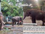 Gajah-di-Wonogiri-dirantai.jpg