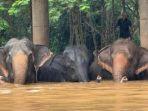 Gajah-gajah-di-Chiang-Mai-harus-melewati-arus-banjir-yang-cukup-deras.jpg