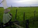 Hama-Tikus-Menyerang-Sawah-di-Penajam.jpg
