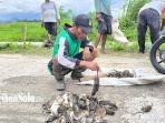 Serangan Tikus Bikin Geger Klaten, Warga Ramai-ramai Berburu, Sekali Aksi Tangkap Dapat 305 Ekor