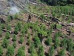 Hamparan-tanaman-ganja-ditemukan-di-kawasan-hutan-terbuka-Kabupaten-Gayo-Lues-Aceh.jpg