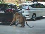 Harimau-1-09112024.jpg