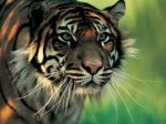 Harimau-Sumatera-1.jpg