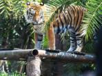 Duel Petani Lawan 3 Harimau di Riau: Lolos Terkaman usai Tinju Muka Anaknya, Nekat Lari meski Cedera