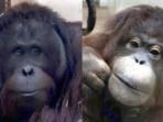 Upacara Perkawinan Orangutan di Jepang, Jennifer Asal Indonesia Diharapkan Segera Beranak