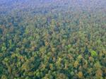 Hutan-Indonesia.jpg