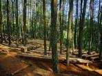 5 Wisata Hutan Pinus di Yogyakarta yang Punya Pemandangan Indah, Cocok untuk Referensi Liburan