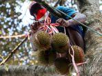 Pria Meninggal saat Memanjat Pohon Durian di Banyuwangi, Sempat Mengeluh Sakit Perut dan Lemas