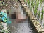 Identitas-Jasad-Tanpa-Kepala-di-Jombang-Masih-Misteri-Diperkirakan-Pria-Berumur-20-30-Tahun.jpg