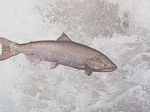 Ikan-Salmon.jpg