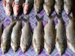 Ikan-Semah.jpg