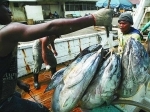 Ikan-Tuna.jpg