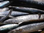 Ikan_tengiri.jpg