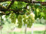 Ilustrasi-Anggur-Shine-Muscat.jpg