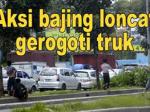 Ilustrasi-Bajing-loncat.jpg