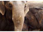 Mengenal Emosi Gajah: Hewan Sosial yang Bisa 'Menangis'