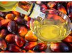 Petani Plasma Berharap Pabrik Kelapa Sawit Jaga Harga Beli Tandan Buah Segar