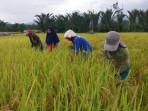 Disebut Prabowo Tak Pakai Dolar, Orang Desa Justru Paling Rentan Jika Rupiah Melemah